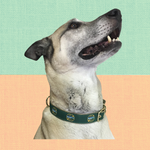 Kieve or Wavus Dog Collar